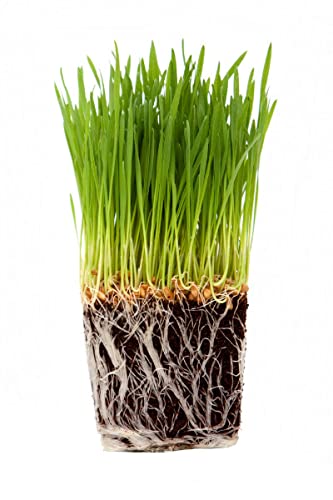 Hierba Gatera DECOALIVE Planta para los Gatos Natural (8436601574329)