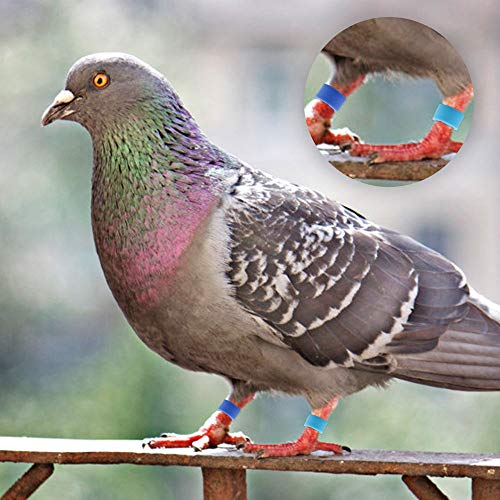 Huayue 200pcs Anillo de Identificación, Anillos para Pollos Banda para Palomas, Anillos de Pierna de Ave Anillas para Aves para Paloma Pollo Bantam Dove Aves Pequeñas (Color Mezclado)