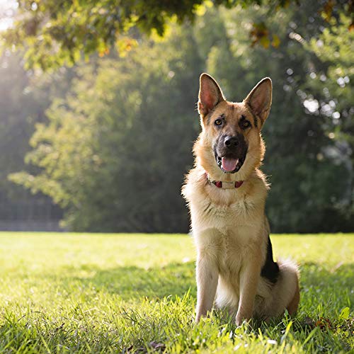 Hyaloral para Perros de Razas Grandes y Gigantes 360 Comp | Suplemento Nutricional para el Dolor de Caderas, Articulaciones y Cartílagos | Complemento Vitamínico para Fortalecer Tendones y Ligamentos