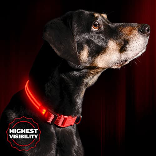 Illumiseen - Collar de Perro LED Recargable por USB, Disponible en 6 Colores y 6 tamaños