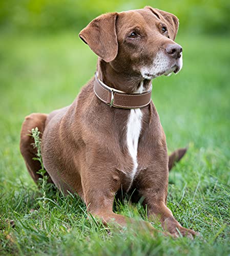 Jack & Russell Premium Perro Cuero Collar Amy - Collar de Cuero Genuino con Grabado Original de J & R Sello en Relieve - Robusto y Elegante (L - Circunferencia del Cuello 42,5-51,0 cm, Marrón/Beige)