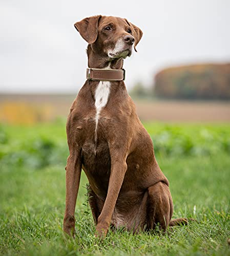 Jack & Russell Premium Perro Cuero Collar Amy - Collar de Cuero Genuino con Grabado Original de J & R Sello en Relieve - Robusto y Elegante (L - Circunferencia del Cuello 42,5-51,0 cm, Marrón/Beige)