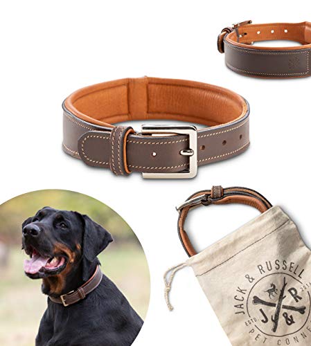 Jack & Russell Premium Perro Cuero Collar Amy - Collar de Cuero Genuino con Grabado Original de J & R Sello en Relieve - Robusto y Elegante (S - Circunferencia del Cuello 31,5-37,0 cm)