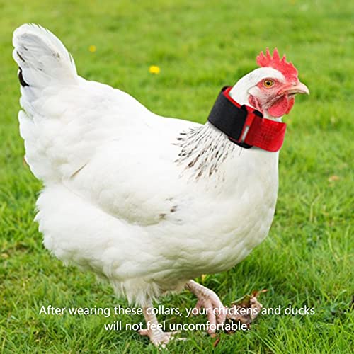 JINGLING Collar De Gallo, Collar De Pollo Anti-Gancho Banda para El Cuello Sin Ruido Cinturón para El Cuello Sin Ruido De Cuervo para Gallos, Collar De Gallo Ajustable para Prevenir Pollos