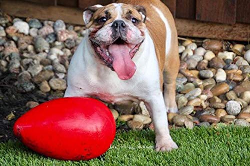 Jolly Huevo de Mascotas Perro de Peluche, 30 cm, Color Rojo