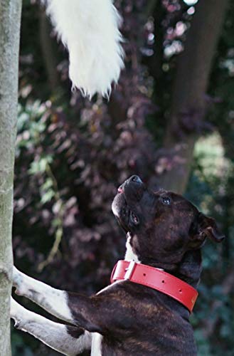 Juguete para perro DINGO - piel de oveja con bungee negro, tirón de recompensa de motivación de agilidad para entrenamiento y diversión 15579