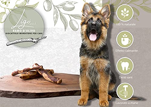 Ligo - rama de olivo, juguete mordidor para perros, 100 % natural, ideal para la higiene dental (221 – 450 g)