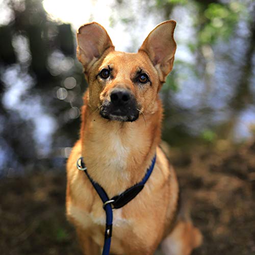 lionto Collar de perros collar retriever collar de adiestramiento 45 cm Ø 1 cm Azul