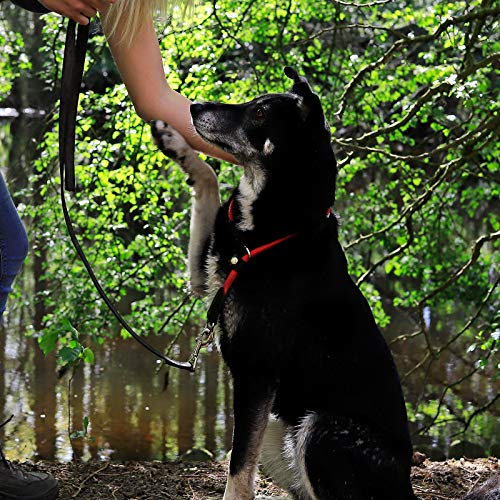 lionto Collar de perros collar retriever collar de adiestramiento 65 cm Ø 1 cm Rojo