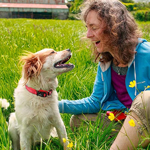 MASBRILL Collar de Perro Duradero y Reflectante, Ajustable Collar para Perros Grandes o Pequeños, Fabricado de Nylon con Suave Acolchado (Rojo M)