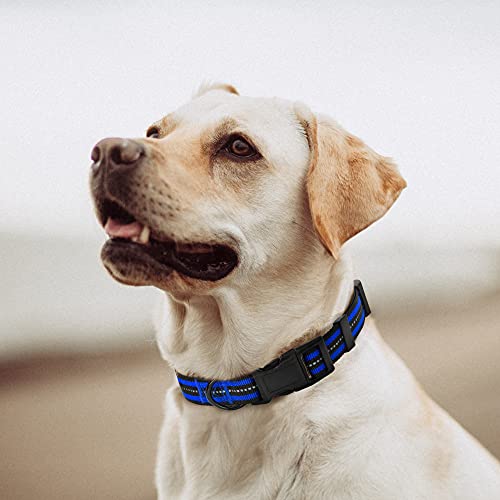 Mile High Life Night Tiras Reflectantes Dobles Collar de Perro de Nylon (2 Pack Azul/Lima, X-Small Neck 23 cm- 33cm -9KG)