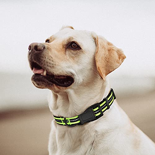 Mile High Life Night Tiras Reflectantes Dobles Collar de Perro de Nylon (2 Pack Azul/Lima, X-Small Neck 23 cm- 33cm -9KG)