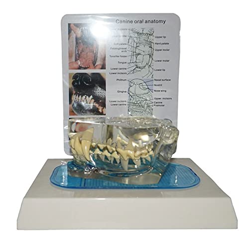 Modelo De Dientes De Perro Canino De Cristal, Modelo De Dientes De Perro Canino De Enseñanza Dental Anatómica De Mandíbula, Modo Dental De Mandíbula De Perro Con Modelo De Dientes, Modelo De Dientes