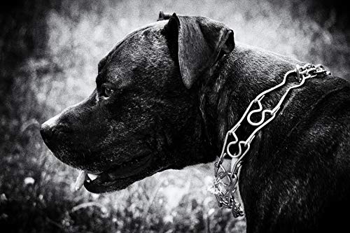 MovilCom® - Collar Perro adiestramiento | Collar para Perros metalico con eslabones para Reducir tirones | Collar Entrenamiento para Perros