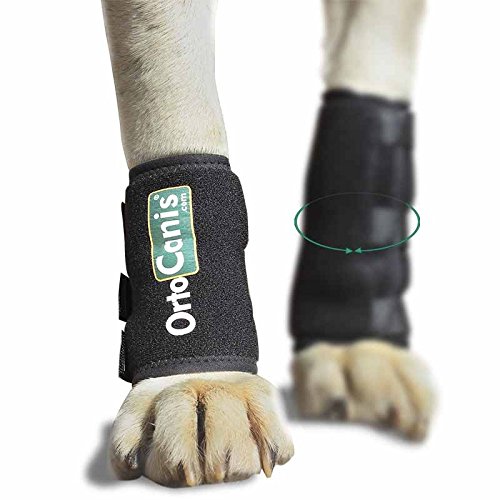 Ortocanis - Muñequera para Perros con artrosis, Lesiones a ligamentos, tendones o Perros Que practican Agility - Talla M