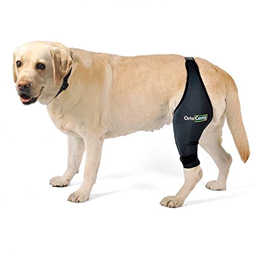 Ortocanis Protector de Rodilla para Perros Original - Lesiones de ligamentos Cruzados, luxación de rótula, artrosis - Talla XL (Derecha)