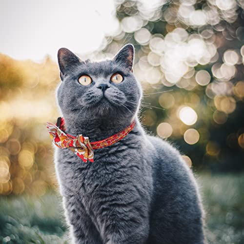 POPETPOP Cuello de Perro de Cosecha de Otoño de Acción de Gracias con Pavo de Pavo Y Collar de Calabaza para Pequeños Perros Grandes Mascotas para Perros Perritos