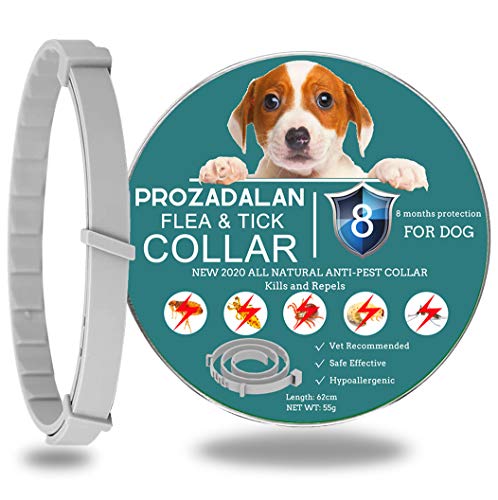 PROZADALAN Collare Antipulci Cane, Collare antipulci per cani, collare antipulci e Tick per cani, Formula Unica a Base vegetale, da Piccola a molto Grande, protezione 8 MESI, Grigio universale