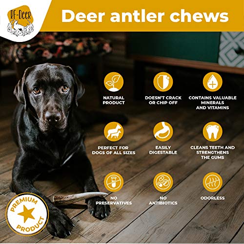 RF DEER Astas de Ciervo para Perros | Un Tratamiento Natural, Seguro y Saludable para tu Perro | Disponible en Diferentes Variantes | Talla L | Versión DIFÍCIL