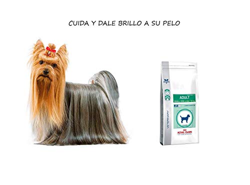 RoyalCanin Adult Small Dog 8 kg Especial Razas Minis y Pequeñas | Pienso Gastrointestinal para Perros Adultos con Problemas Digestivos y Bucales | Comida Intestinal Seca Que Elimina el Sarro Dental