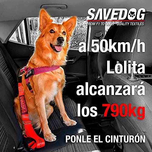 SAVEDOG Cinturón Seguridad para Perros. El cinturón Correa más Seguro del Mercado para el Coche, resiste 1.000kg. Cumple con la ISO 27955:2010.Ref.027172050102