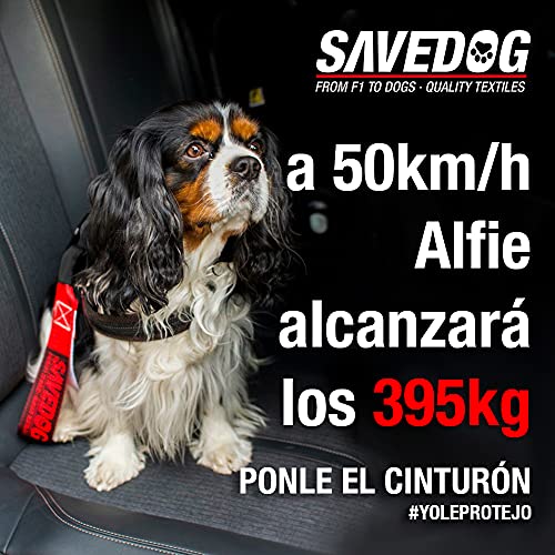 SAVEDOG Cinturón Seguridad para Perros. El cinturón Correa más Seguro del Mercado para el Coche, resiste 1.000kg. Cumple con la ISO 27955:2010.Ref.027172050102