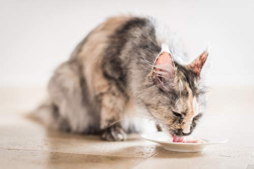 Schesir, Comida húmeda para Gatos Adultos, Sabor filetes de Pollo con Manzana en gelatina Blanda con Verdaderos trozos de Fruta - Total 1,8 kg (24 latas x 75 gr)