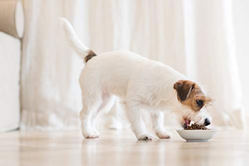 Schesir, pienso para Cachorros de tamaño Grande, Sabor Pollo, croquetas - Formato Bolsa de 12 kg