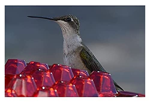 SSYY Comedero para Colibríes con Percha Y Foso Incorporado En Forma De Diamante para Pájaros Pequeños