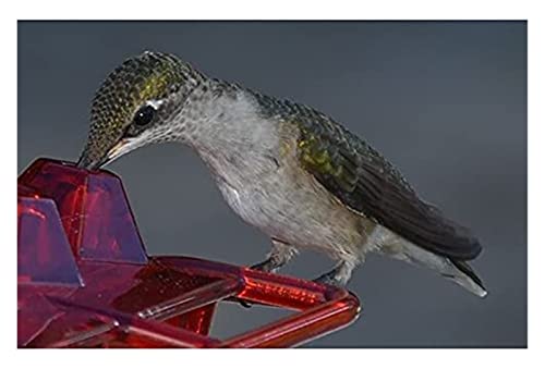 SSYY Comedero para Colibríes con Percha Y Foso Incorporado En Forma De Diamante para Pájaros Pequeños