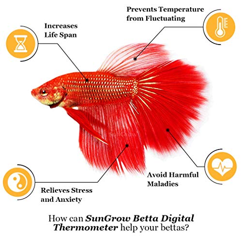 SunGrow Termómetro digital Betta, color amarillo, lee con precisión la temperatura del acuario, mantiene el hogar nativo de Betta, fácil de instalar, viene con 2 ventosas, 1 paquete