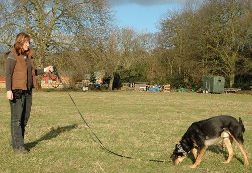 The Company of Animals Clix Longe Correa de adiestramiento canino 10 m