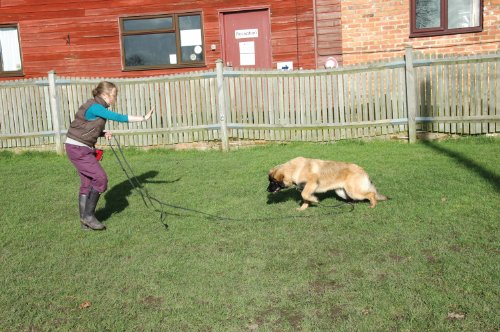 The Company of Animals Clix Longe Correa de adiestramiento canino 10 m