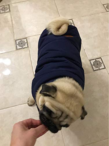 Tineer Ropa de Invierno para Perros de compañía, Chaqueta cálida para Mascotas, Chaleco, Abrigo, Chaleco cálido para Bulldog francés (XXL, Azul)