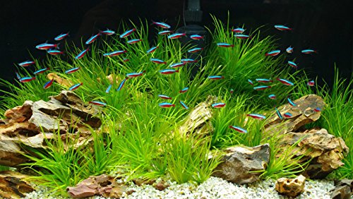 TM Aquatix Decoración de acuario de piedra de dragón pecera, adorno natural 15 kg