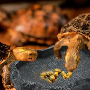 Tnfeeon Reptiles Bandeja de Agua, Resina Antideslizante Escalada Mascota Tortuga Camaleón Lagarto Roca Bebedero de Comida Plato(S-Verde)