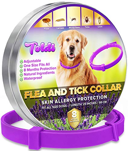 toldi Tratamiento contra Las pulgas en Perros - Collar antiparasitario Perros Regulable - 8 Meses de protección contra pulgas y garrapatas - Collar Perro pequeño, Mediano y Grande - Morado