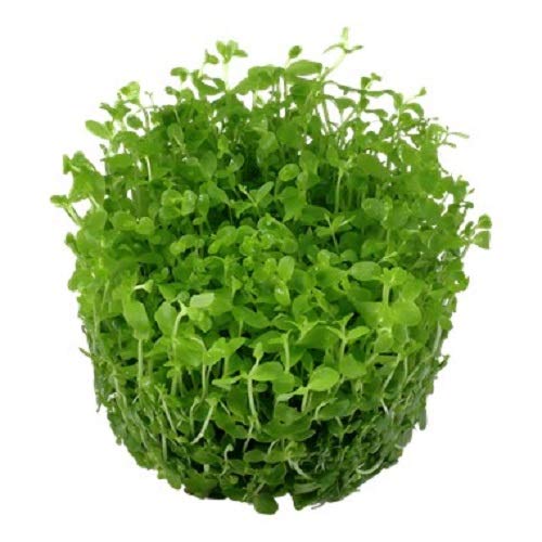 Tropica Micranthemum Monte Carlo 1 – 2-grow flotante frogbit Tissue Culture in vitro planta para Acuario Camarón Safe & Caracol libre