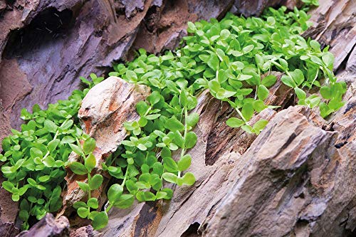 Tropica Micranthemum Monte Carlo 1 – 2-grow flotante frogbit Tissue Culture in vitro planta para Acuario Camarón Safe & Caracol libre