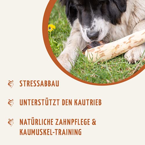 Wildfang® Raíz para Masticar Hecha de Madera del árbol de café para Perros I Hueso de Madera - Juguete para Masticar - Cuidado Dental y Entrenamiento de la mandíbula I Palo Duradero y Natural