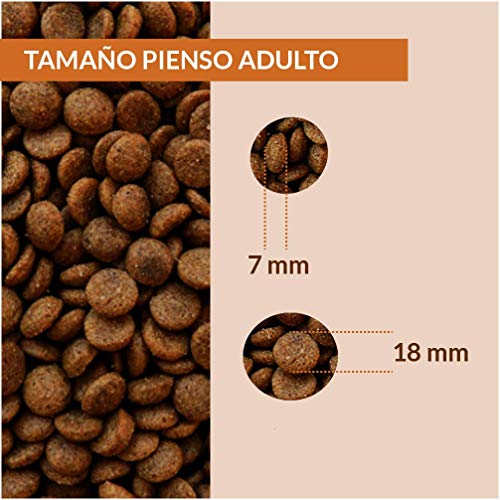 WOLVES LEGACY® Pienso para Perros Adulto Super Premium | Todas Las Razas pequeñas, Medianas y Grandes | con Salmón Fresco, Buey y Pollo (3kg)