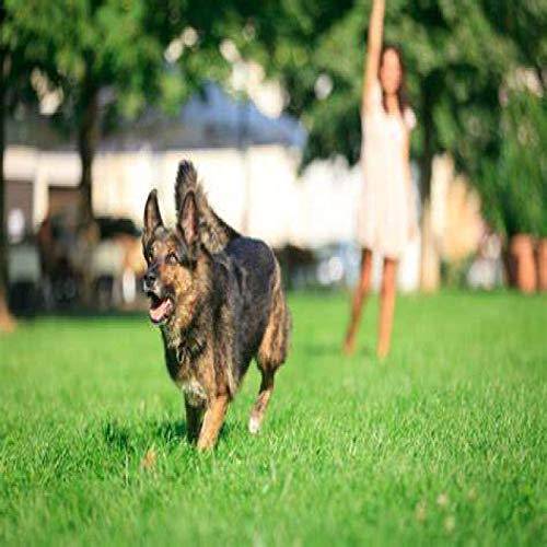 WXLH Forma de Zorro Ardilla de Juguete de Peluche para Perro con Suministros para Mascotas de Papel sonando(Zorro)