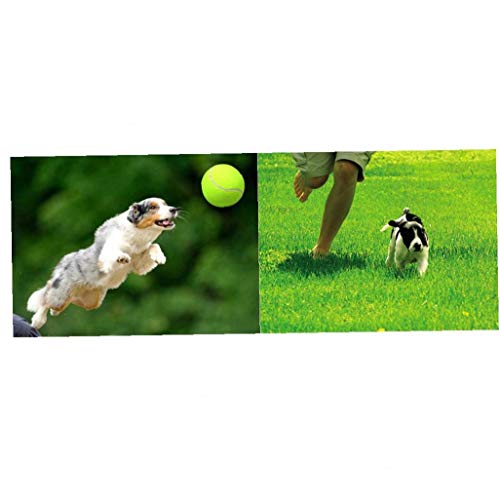 xiaocheng Pelotas de Tenis del Perro de Perrito del Lanzador de Pelota de Juguete chucker Deporte Juego para Las lecciones de práctica Lanzar Máquinas para tiernas Mascotas