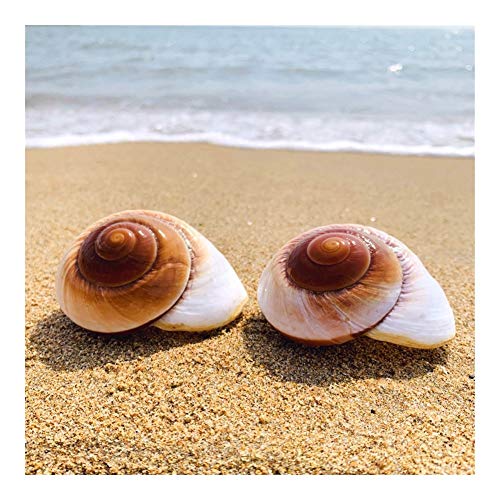 YLHXYPP Sin Grietas Rollo de Pescado Shell Hermitage Cangrejo de Repuesto de reemplazo de Shell Shell Natural Especial Concha Pan Caracol decoración del Acuario Conchas únicas