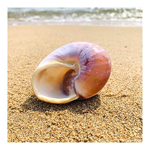 YLHXYPP Sin Grietas Rollo de Pescado Shell Hermitage Cangrejo de Repuesto de reemplazo de Shell Shell Natural Especial Concha Pan Caracol decoración del Acuario Conchas únicas