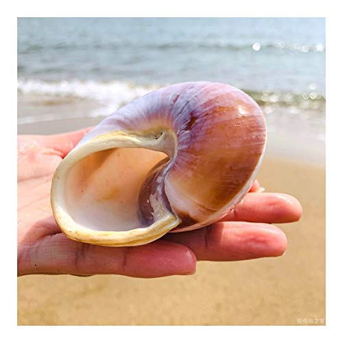 YLHXYPP Sin Grietas Rollo de Pescado Shell Hermitage Cangrejo de Repuesto de reemplazo de Shell Shell Natural Especial Concha Pan Caracol decoración del Acuario Conchas únicas