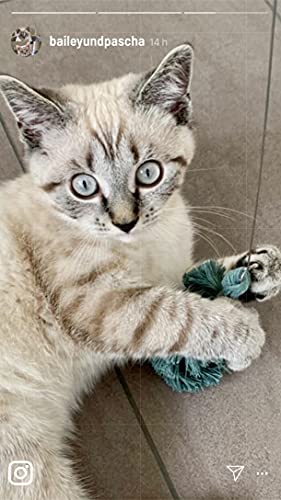 2 colgantes de ángel de gato, plumas de repuesto y colgante de macramé para nuestro juguete para gatos