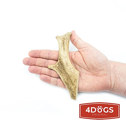 4 Dogs Original Gamo Cornamenta de venado Cornamenta de Ciervo Masticar Hueso Perro - M - 13-16 cm de Largo - Juguete para Perros 100% Natural - 1 Pieza - Juguetes para Perros para Masticar