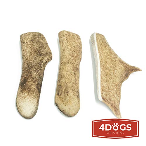 4 Dogs Original Gamo Cornamenta de venado Cornamenta de Ciervo Masticar Hueso Perro - M - 13-16 cm de Largo - Juguete para Perros 100% Natural - 1 Pieza - Juguetes para Perros para Masticar