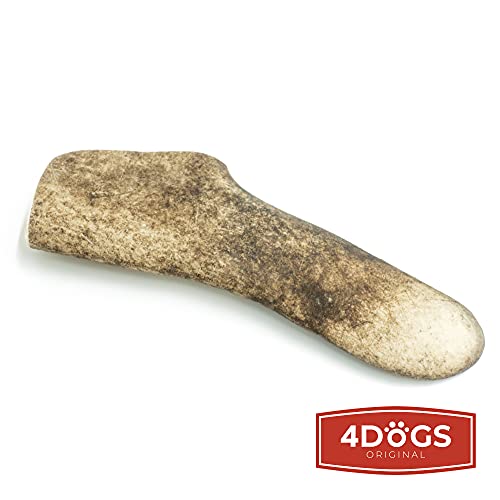 4 Dogs Original Gamo Cornamenta de venado Cornamenta de Ciervo Masticar Hueso Perro - M - 13-16 cm de Largo - Juguete para Perros 100% Natural - 1 Pieza - Juguetes para Perros para Masticar